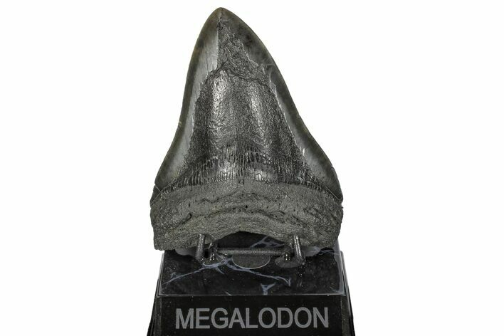 Bargain, Fossil Megalodon Tooth - South Carolina #168019